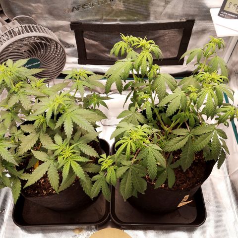 StrawZ Automatic #1 growlog timeline photo