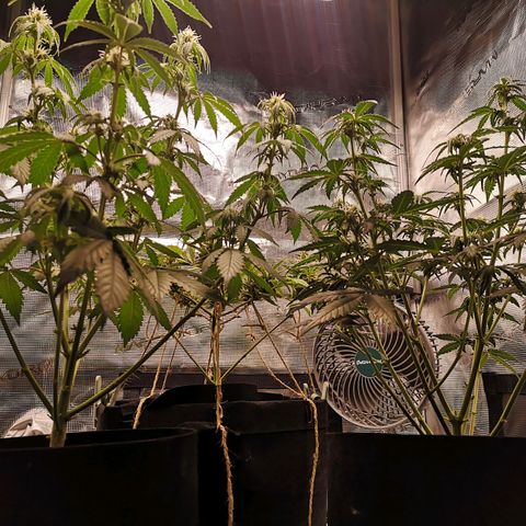 StrawZ Automatic #1 growlog timeline photo