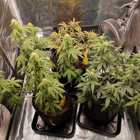 StrawZ Automatic #1 growlog timeline photo