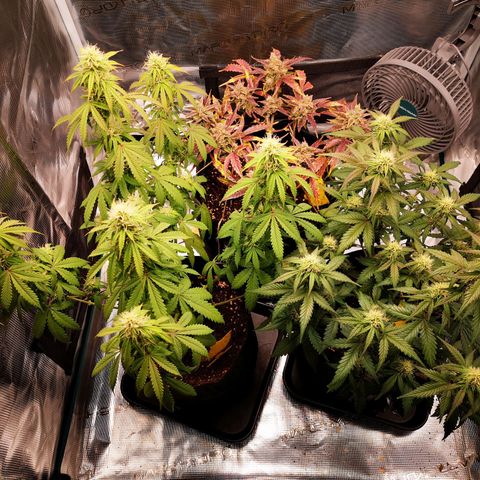 StrawZ Automatic #1 growlog timeline photo