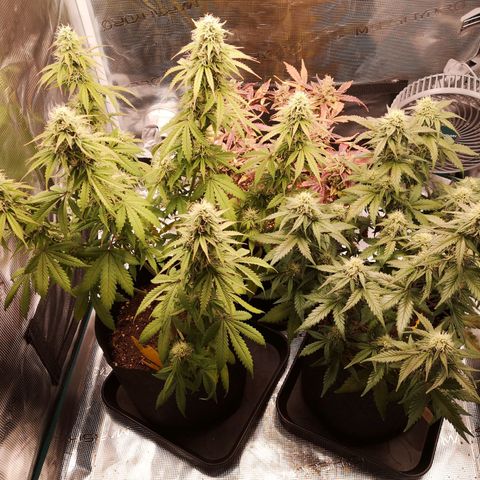 StrawZ Automatic #1 growlog timeline photo