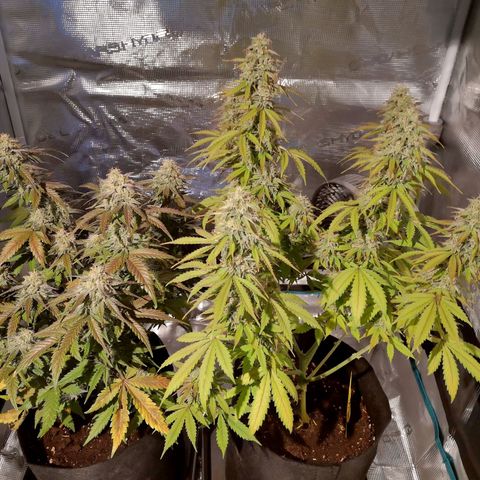 StrawZ Automatic #1 growlog timeline photo