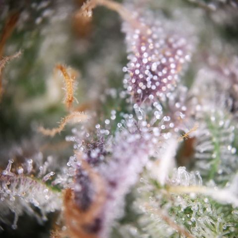 StrawZ Automatic #1 growlog timeline photo