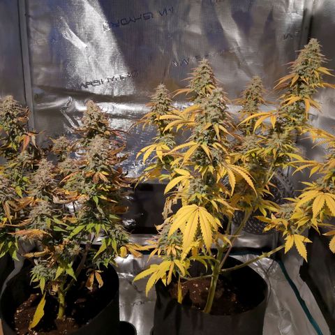 StrawZ Automatic #1 growlog timeline photo