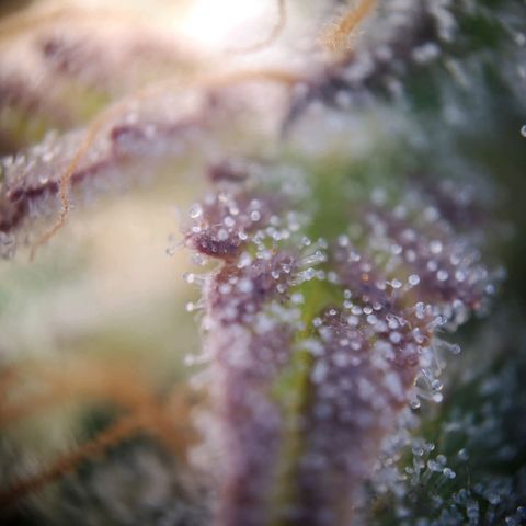 StrawZ Automatic #1 growlog timeline photo