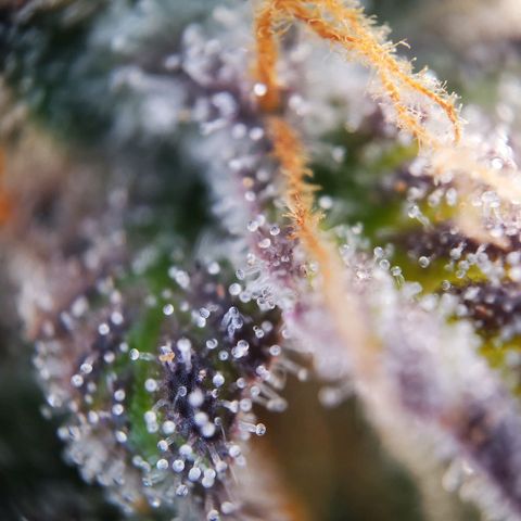 StrawZ Automatic #1 growlog timeline photo