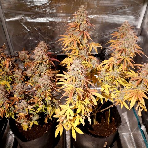 StrawZ Automatic #1 growlog timeline photo