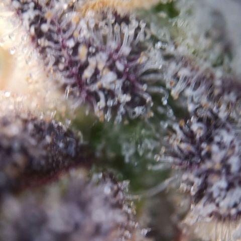StrawZ Automatic #1 growlog timeline photo