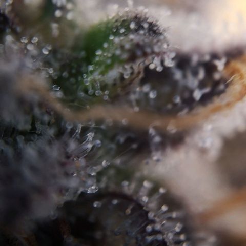 StrawZ Automatic #1 growlog timeline photo