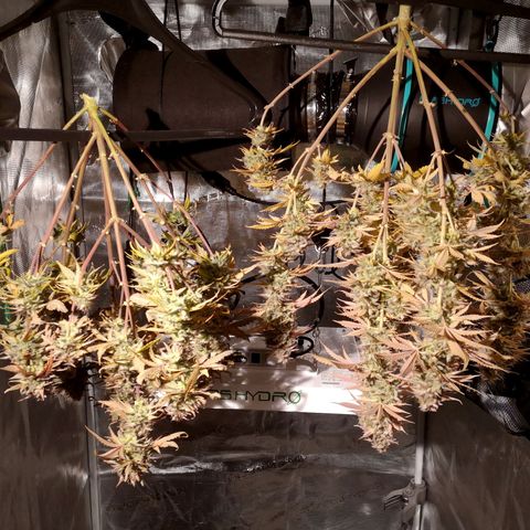 StrawZ Automatic #1 growlog timeline photo