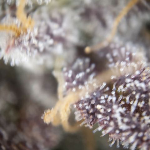 StrawZ Automatic #1 growlog timeline photo