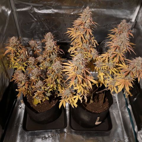 StrawZ Automatic #1 growlog timeline photo