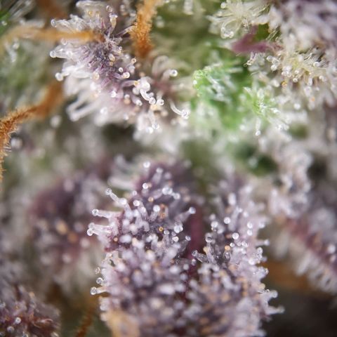 StrawZ Automatic #1 growlog timeline photo