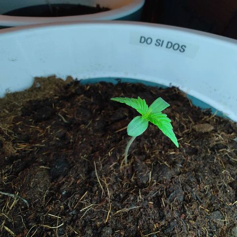 Do-Si-Dos Automatic growlog timeline photo