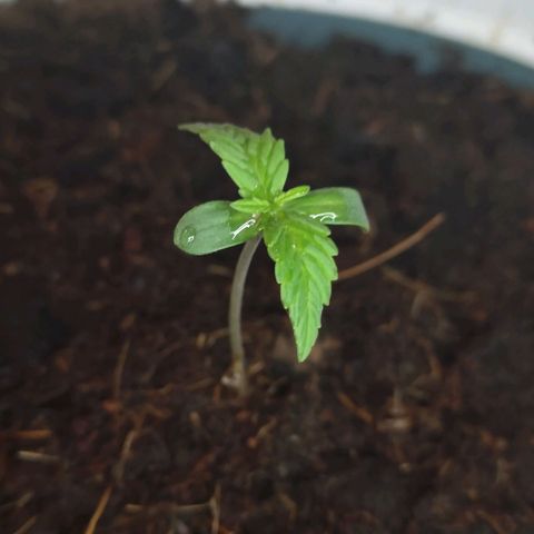 Do-Si-Dos Automatic growlog timeline photo