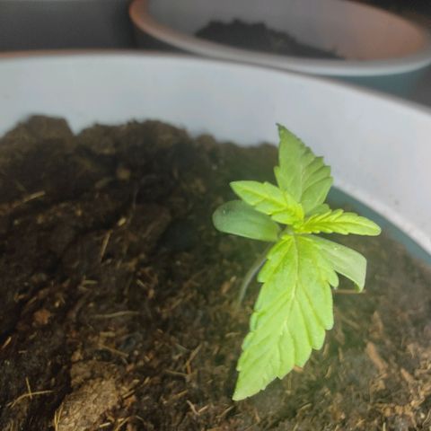 Do-Si-Dos Automatic growlog timeline photo