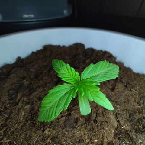 Do-Si-Dos Automatic growlog timeline photo