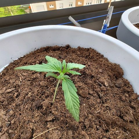Do-Si-Dos Automatic growlog timeline photo