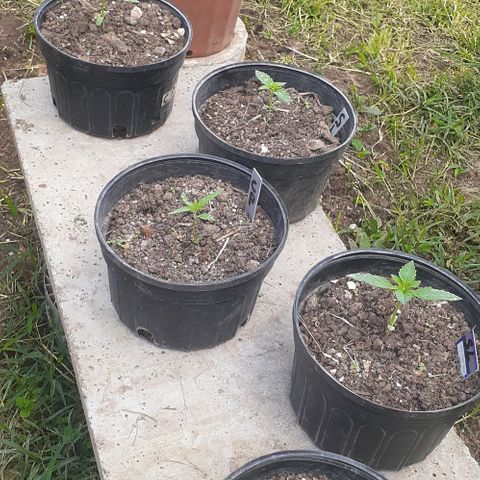 Genética desconocida growlog timeline photo