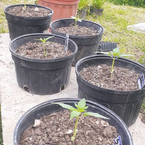 Genética desconocida growlog timeline photo