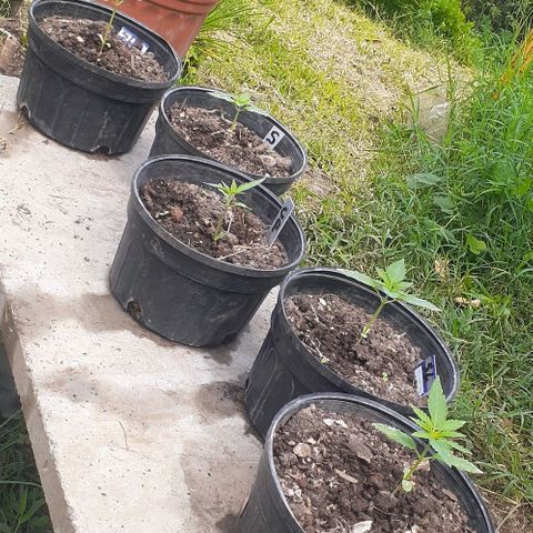 Genética desconocida growlog timeline photo