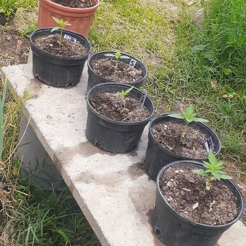 Genética desconocida growlog timeline photo
