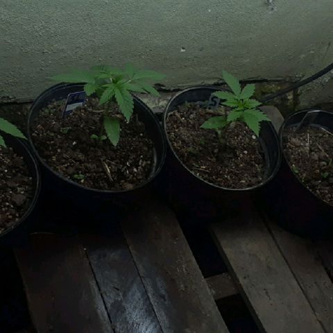 Genética desconocida growlog timeline photo