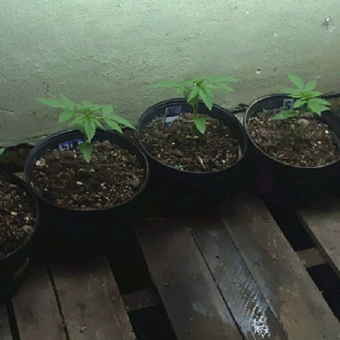 Genética desconocida growlog timeline photo