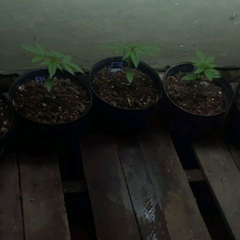 Genética desconocida growlog timeline photo