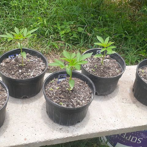 Genética desconocida growlog timeline photo