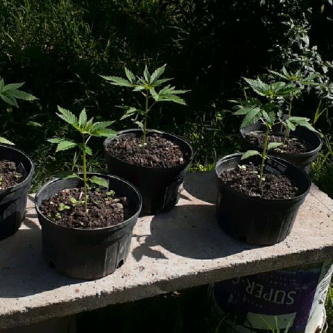 Genética desconocida growlog timeline photo