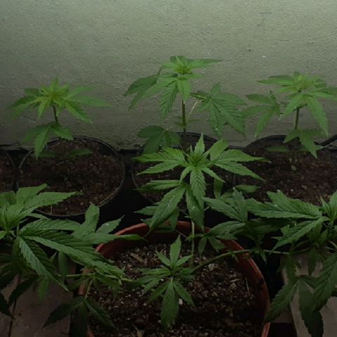 Genética desconocida growlog timeline photo