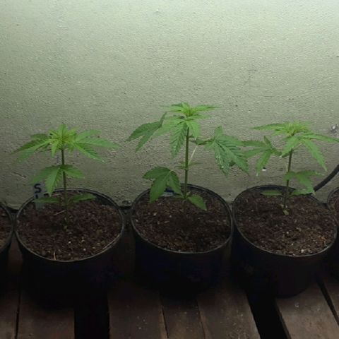 Genética desconocida growlog timeline photo