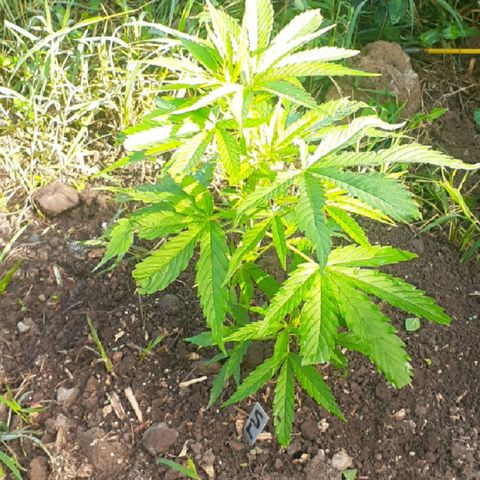 Genética desconocida growlog timeline photo