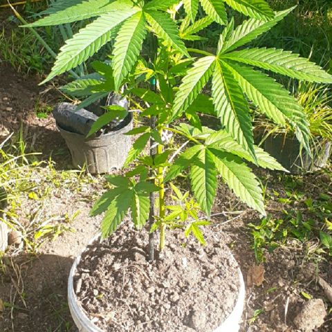 Genética desconocida growlog timeline photo