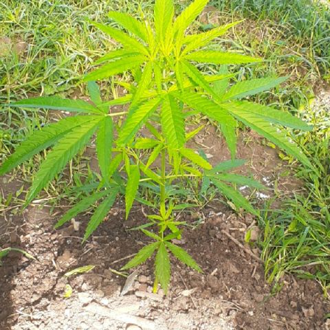 Genética desconocida growlog timeline photo