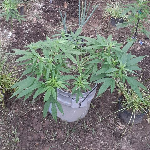 Genética desconocida growlog photo: Floración 