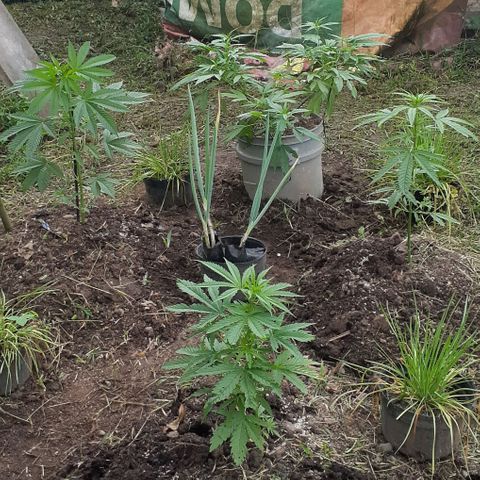 Genética desconocida growlog photo: Floración 