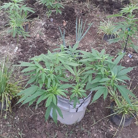 Genética desconocida growlog photo: Floración 