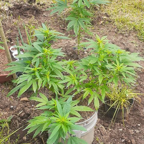 Genética desconocida growlog photo: Floración 
