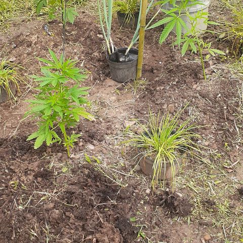 Genética desconocida growlog photo: Floración 