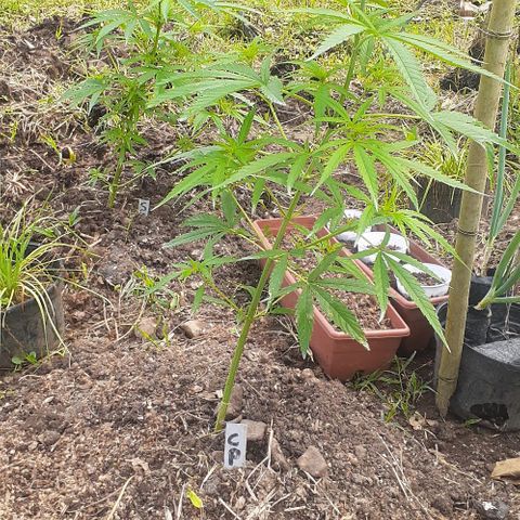 Genética desconocida growlog photo: Floración 