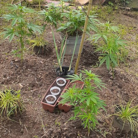Genética desconocida growlog photo: Floración 
