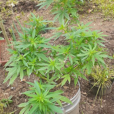 Genética desconocida growlog timeline photo