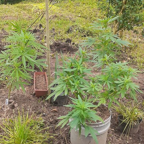 Genética desconocida growlog timeline photo