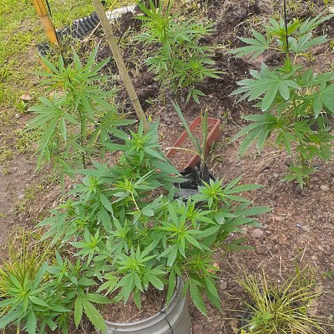 Genética desconocida growlog timeline photo