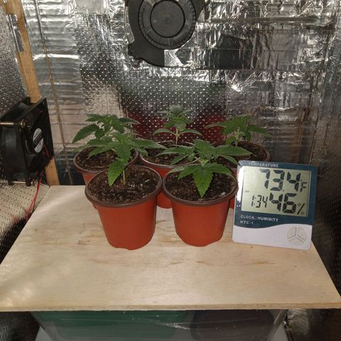 Unknown strain growlog photo: Night of Flip
