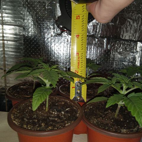 Unknown strain growlog photo: Night of Flip