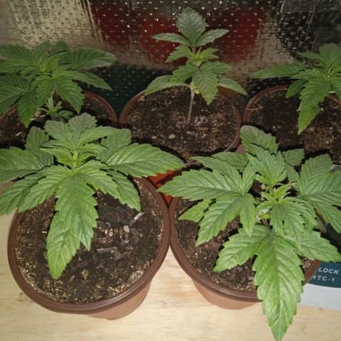 Unknown strain growlog photo: Night of Flip