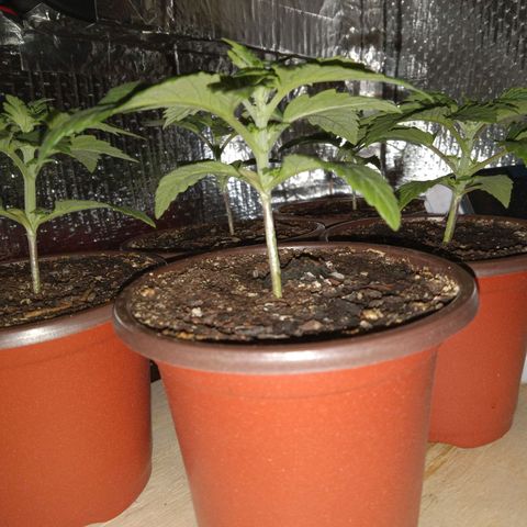 Unknown strain growlog photo: Night of Flip